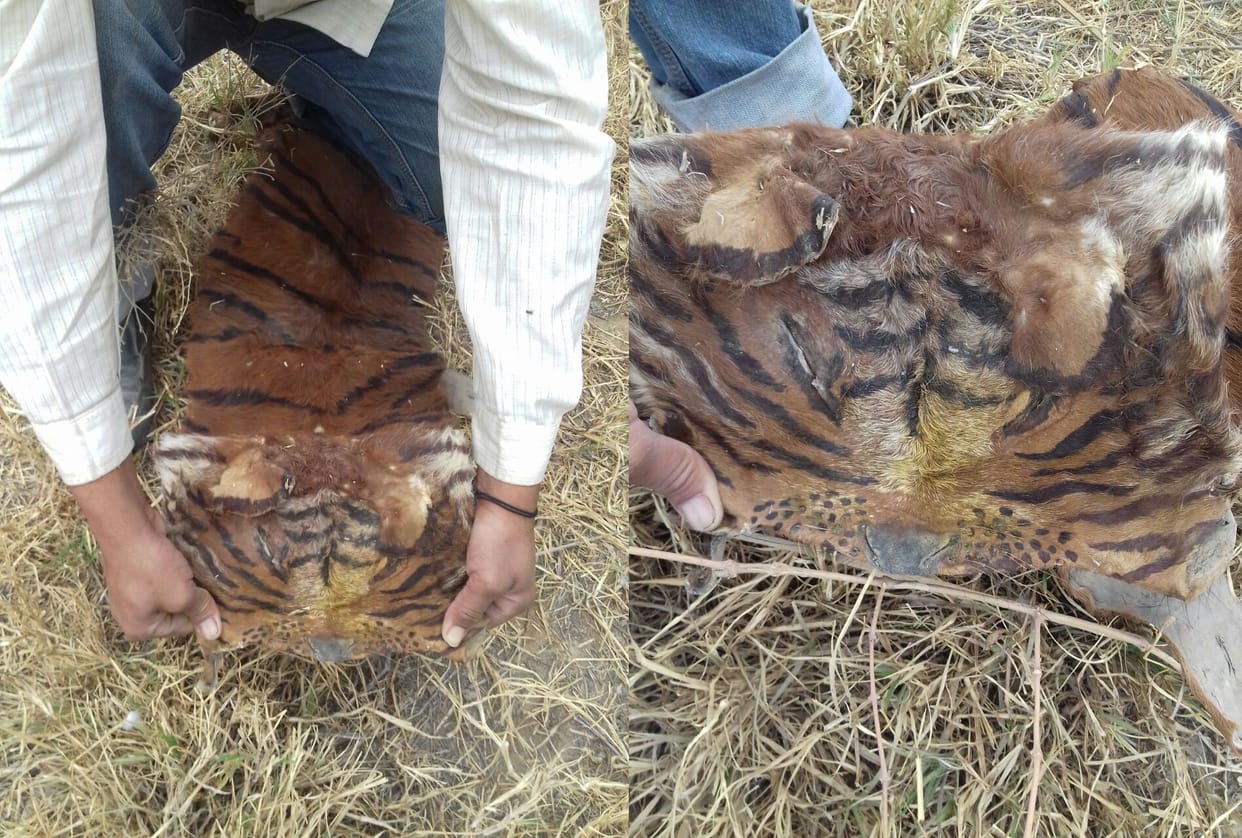 suspicious skin of an animal recovered from a deserted plot in jodhpur rajasthan 
