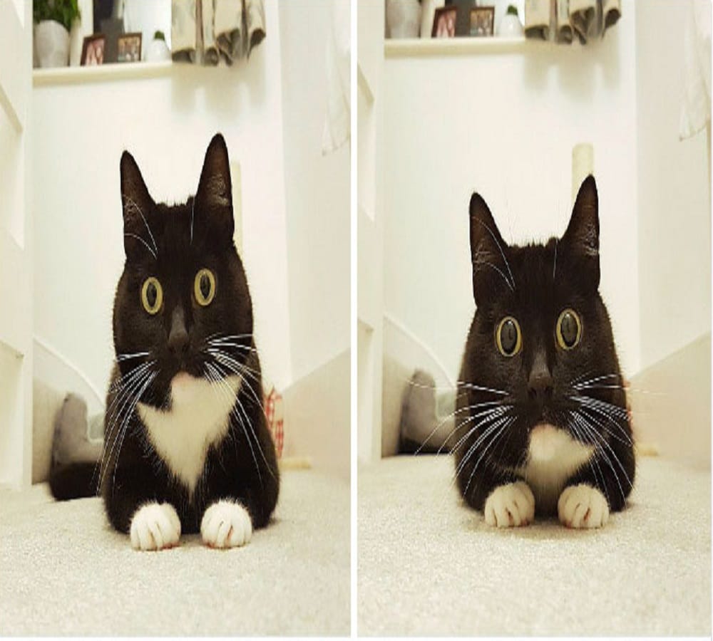 This cat has its own Fans army just because of her amazing expression