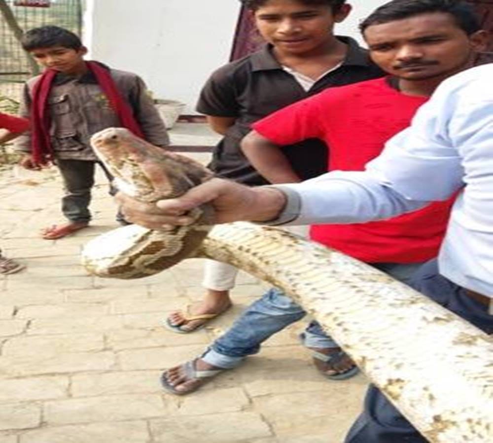 twelve feet python spotted at Degree college in Allahabad