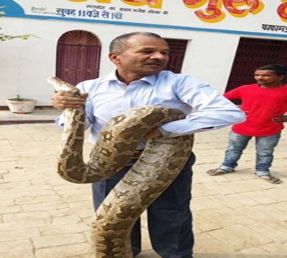twelve feet python spotted at Degree college in Allahabad