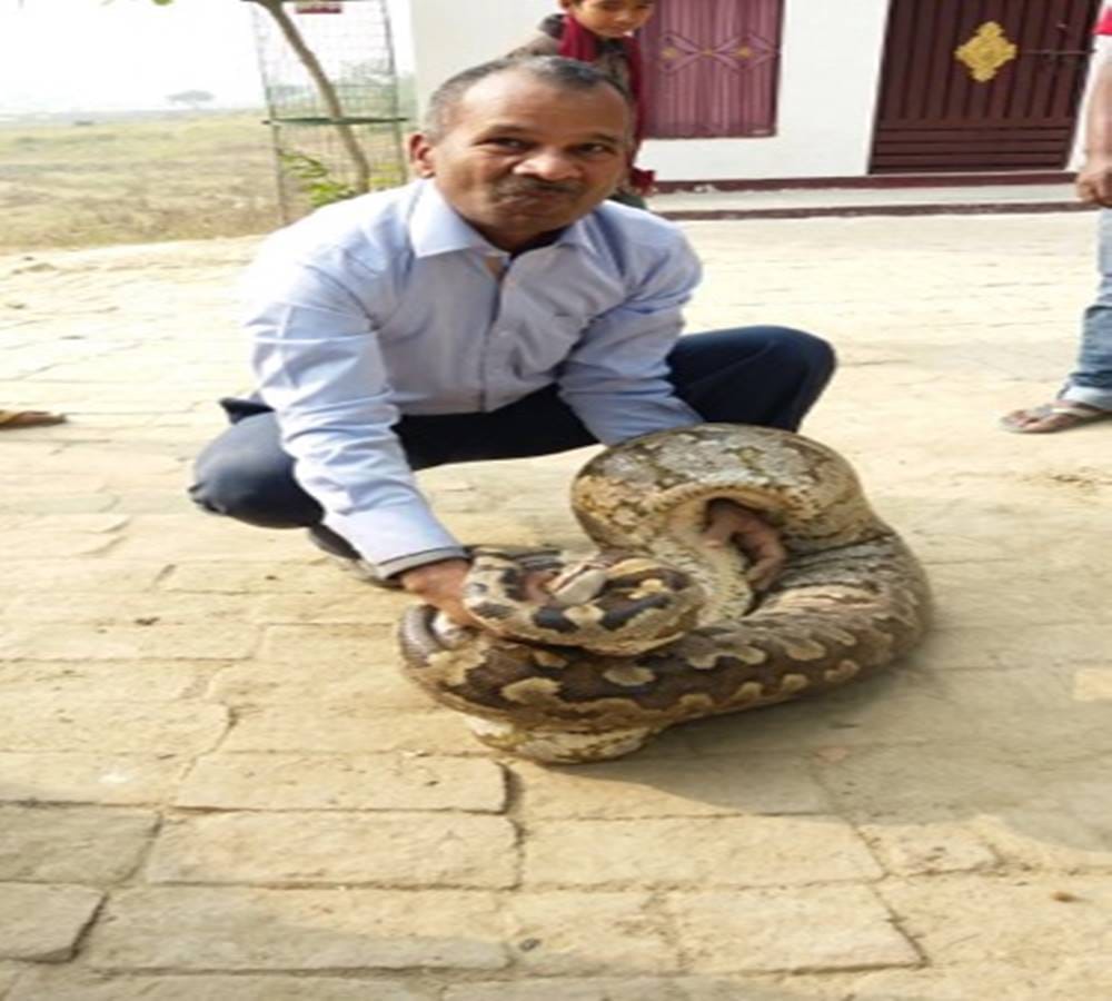 twelve feet python spotted at Degree college in Allahabad