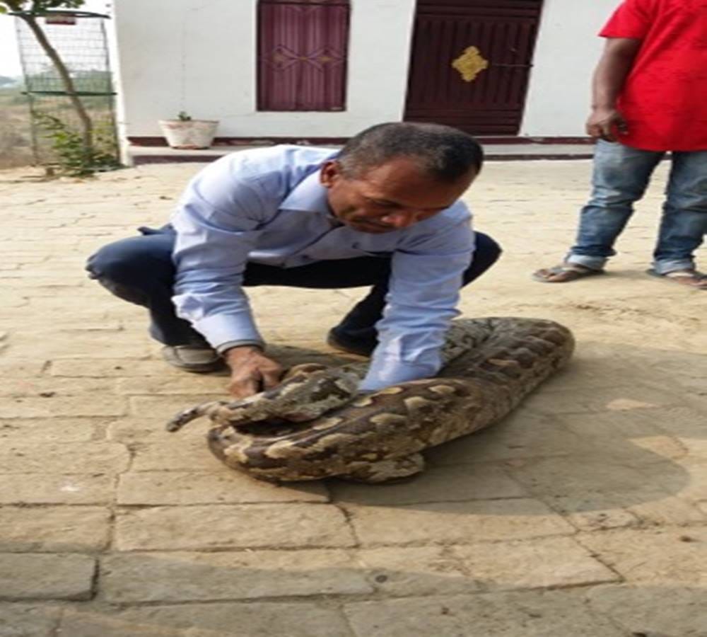 twelve feet python spotted at Degree college in Allahabad