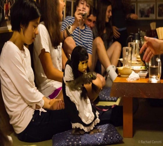 दुनिया का सबसे अनोखा रेस्त्रां, यहां बंदर करते हैं वेटर का काम The