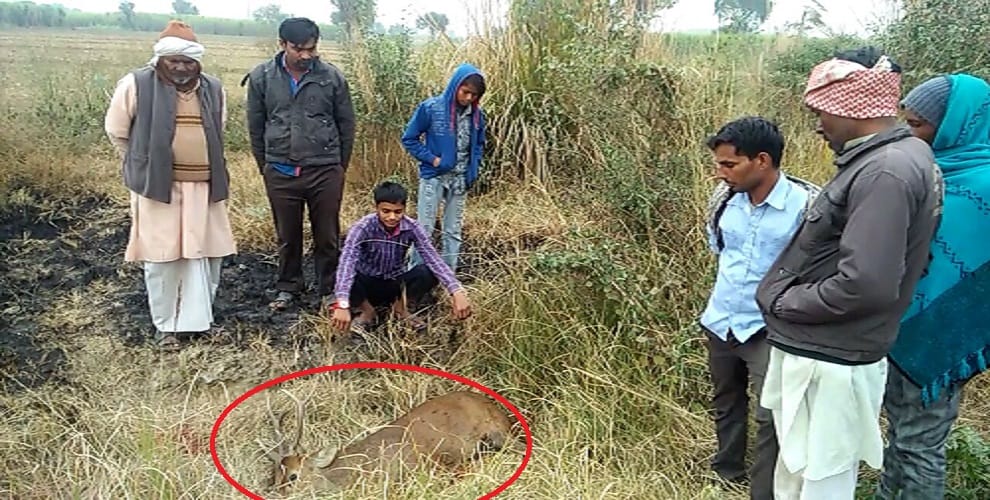 Hunters shot deer, stirred in forest department