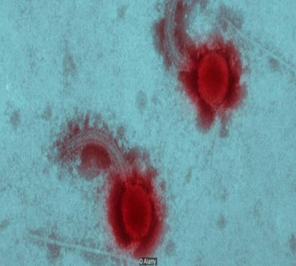 study shows cancer cells can evade from chemotherapy
