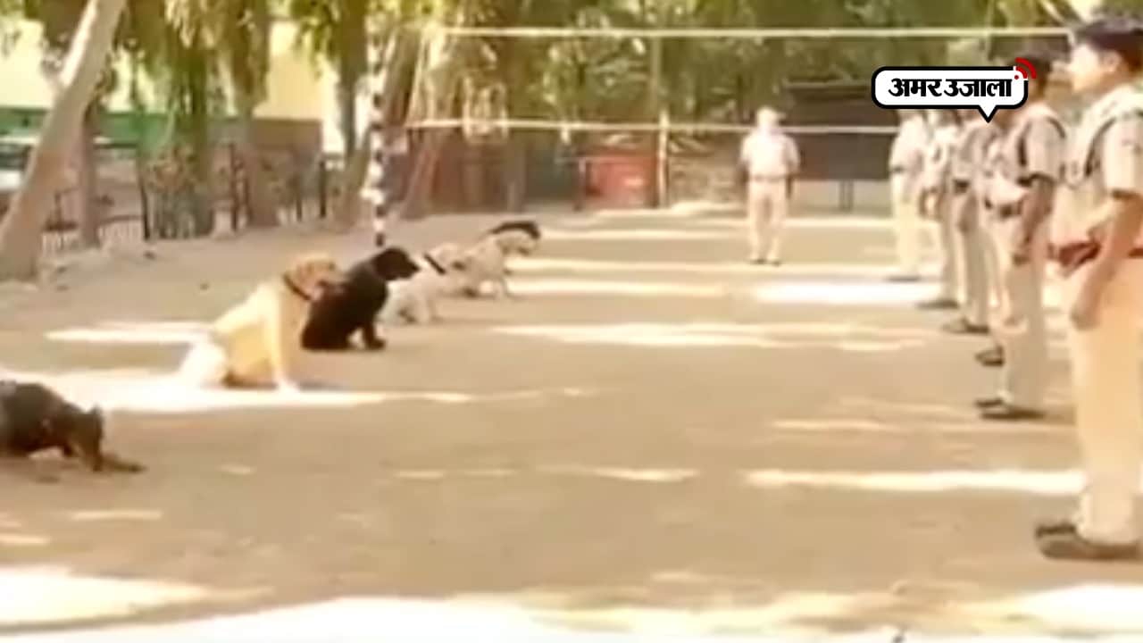 डॉग स्कवाड