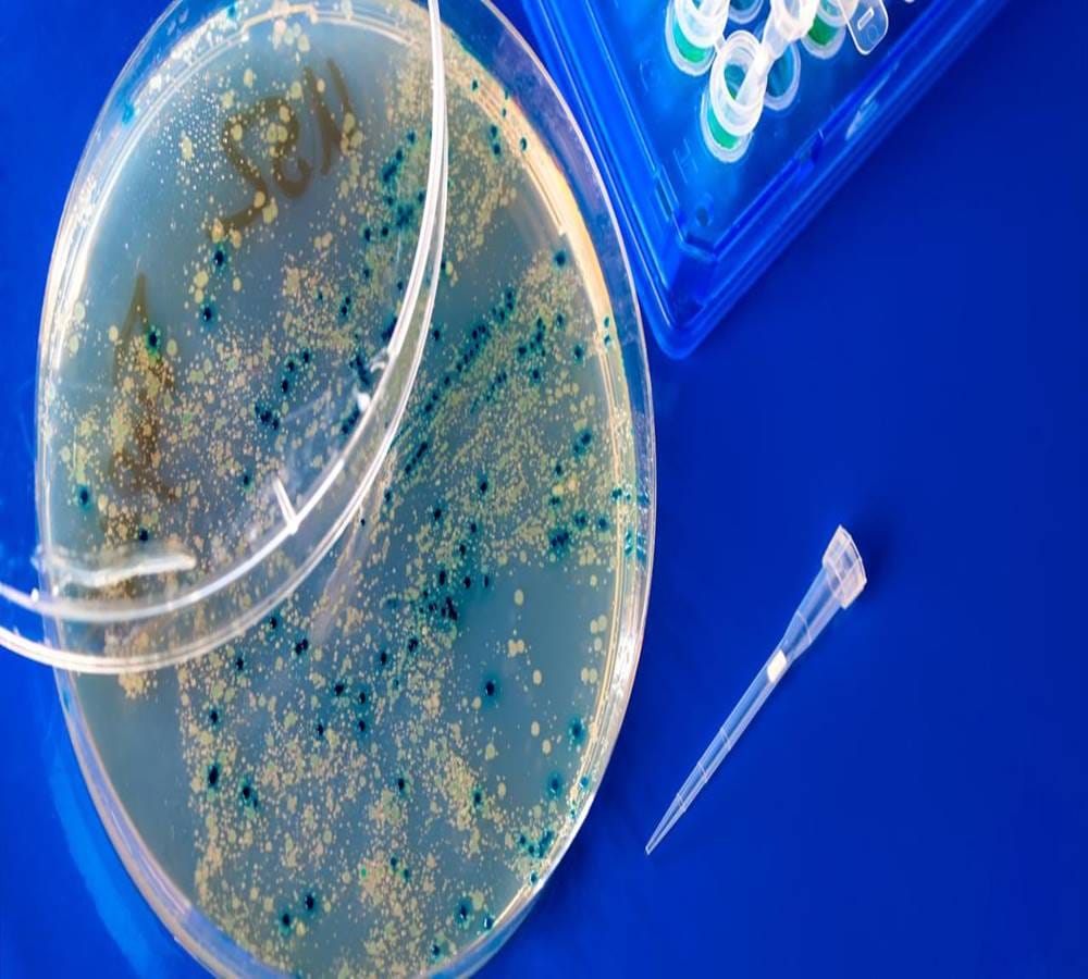 Covid 19 Research Updates: Coronavirus Treatment by Aedes aegypti mosquito bacteria