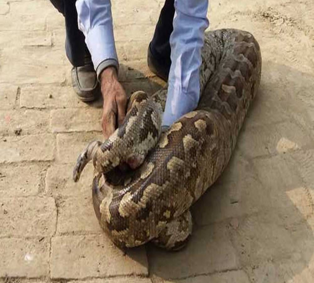 twelve feet python spotted at Degree college in Allahabad