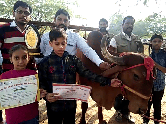 National championship, Gauri gave 25 liter milk in 24 hours in punjab
