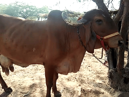 National championship, Gauri gave 25 liter milk in 24 hours in punjab