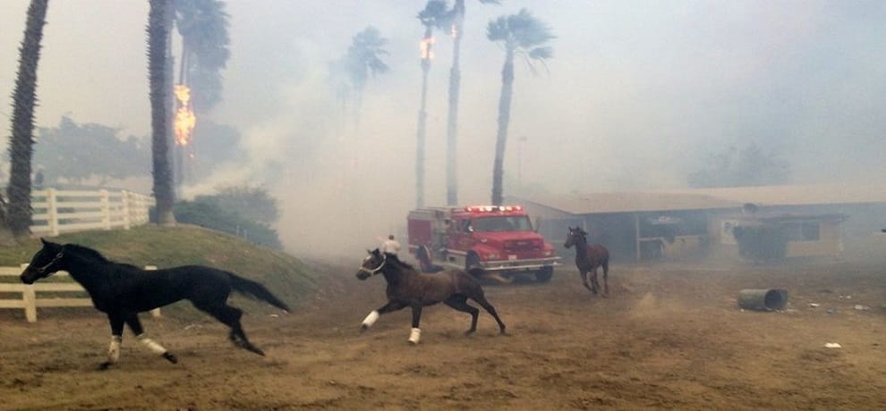 horses killed from the California wildfire 