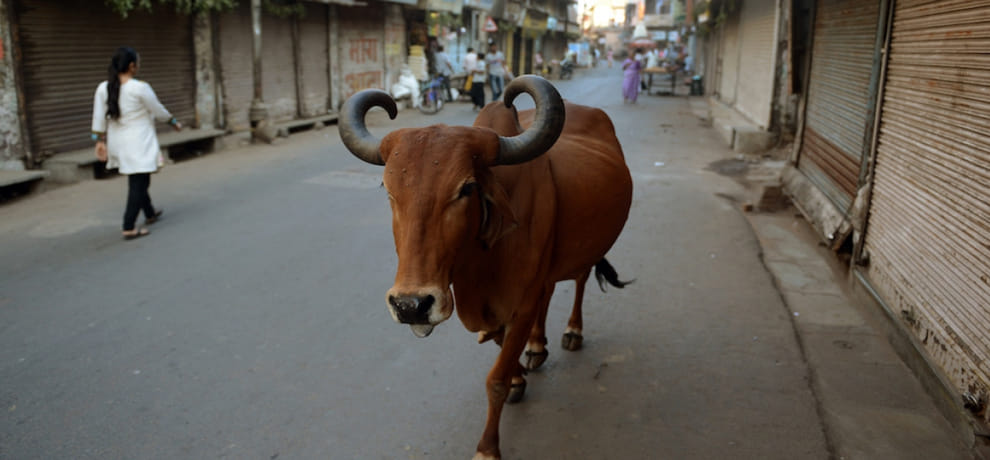 village people in trouble because of aggressive cow