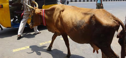 village people in trouble because of aggressive cow