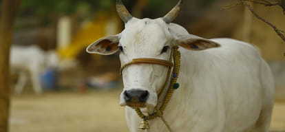 village people in trouble because of aggressive cow