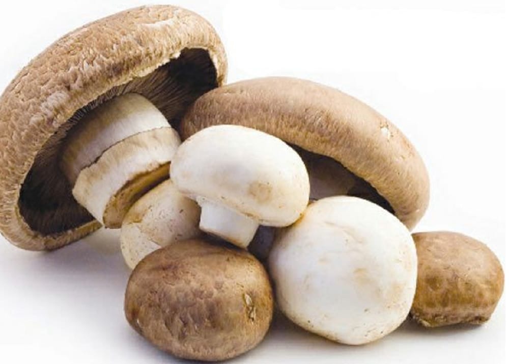 eating mushroom is always a best option to stay healthy