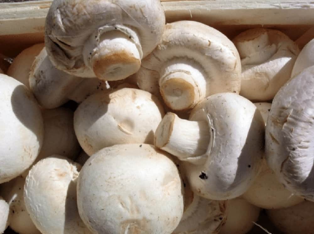 Mushroom can also become a means of self-employment