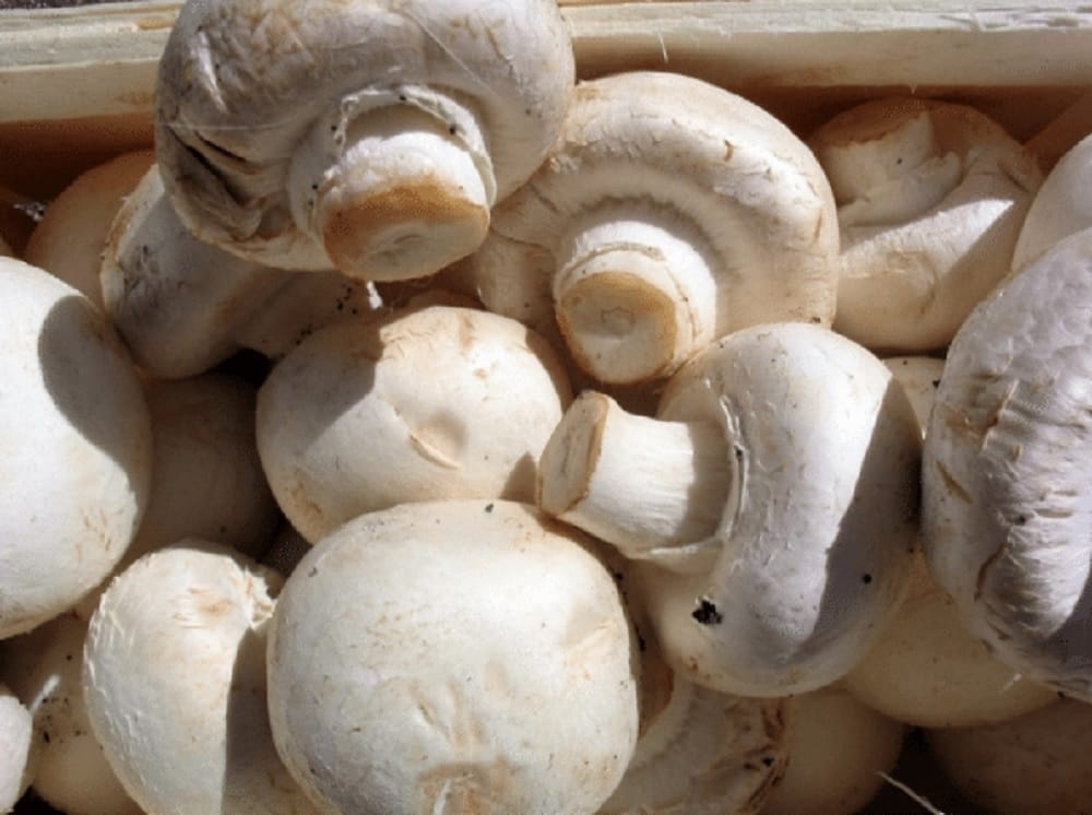 Mushroom can also become a means of self-employment