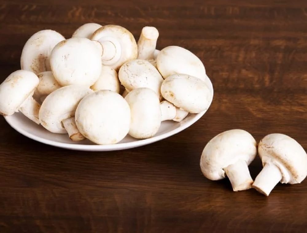 Mushroom can also become a means of self-employment
