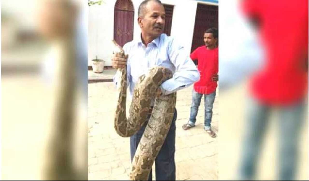 इलाहाबाद अजगर