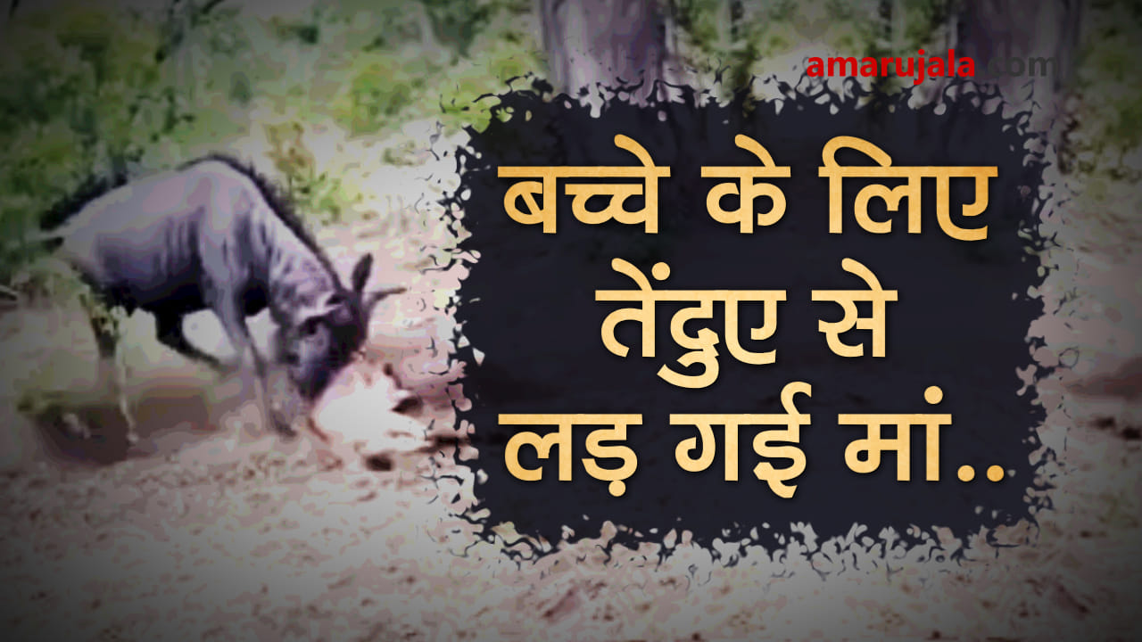 Brave Wildebeest fights Leopard to save Calf In African forest special story