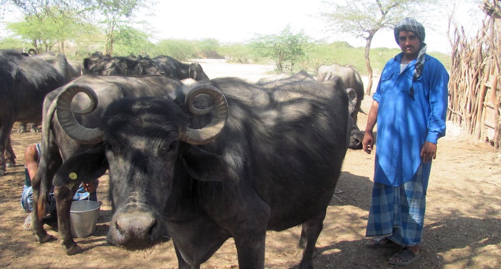 Gujarat election: The interesting story of banni buffalo