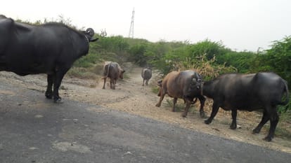 Gujarat election: The interesting story of banni buffalo