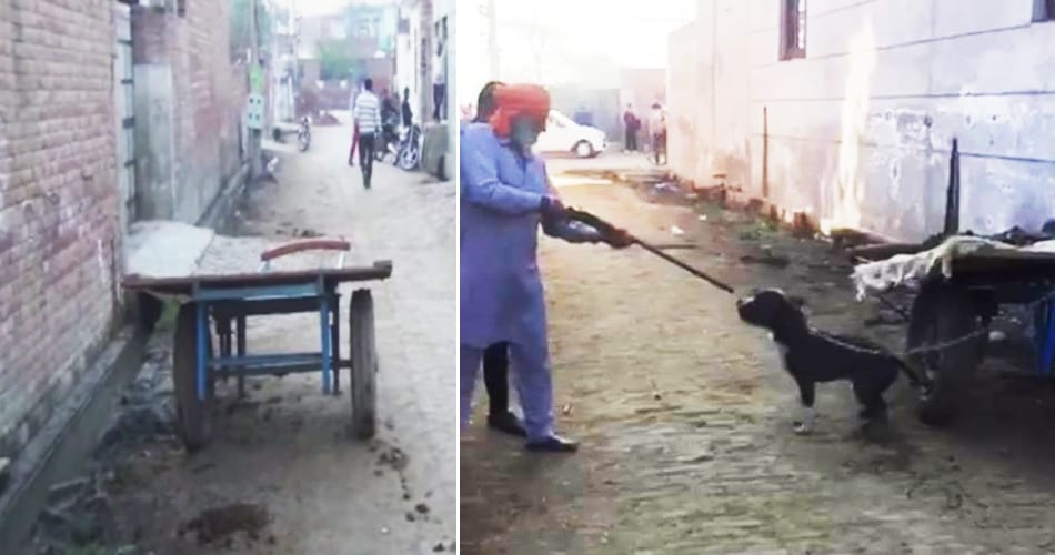 Man shoots dead his pet dog, video uploaded on social media