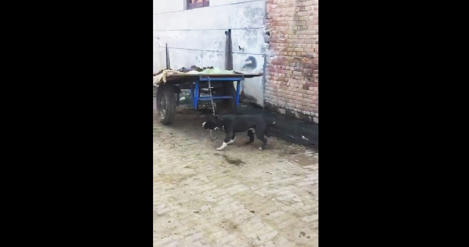 Man shoots dead his pet dog, video uploaded on social media