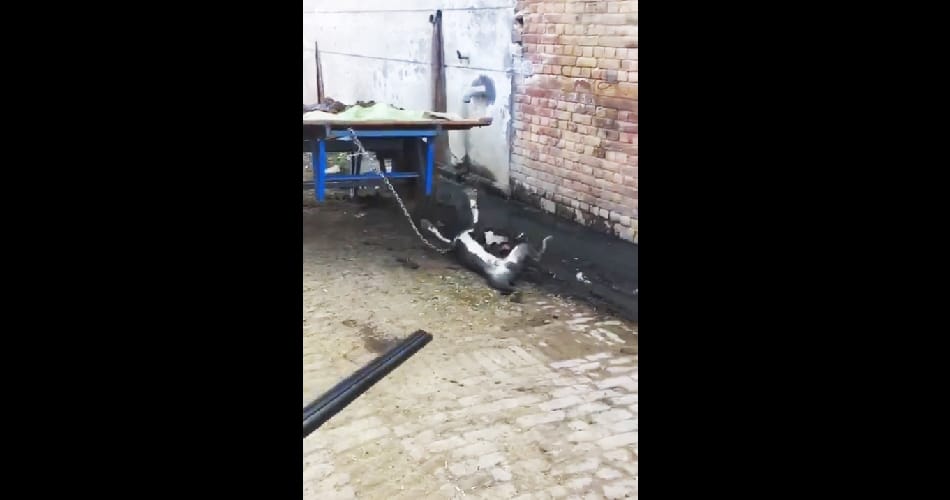 Man shoots dead his pet dog, video uploaded on social media