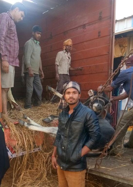 Cows grabbed container siezed