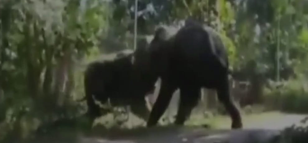 in assam herd of 100 elephants came to nagaon and damaged many house after a scuffle