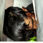गो तस्कर तालीम 