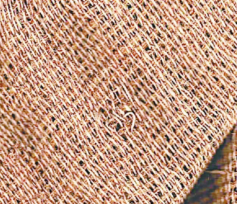 Clothes will be made from the fibers of Dhencha 