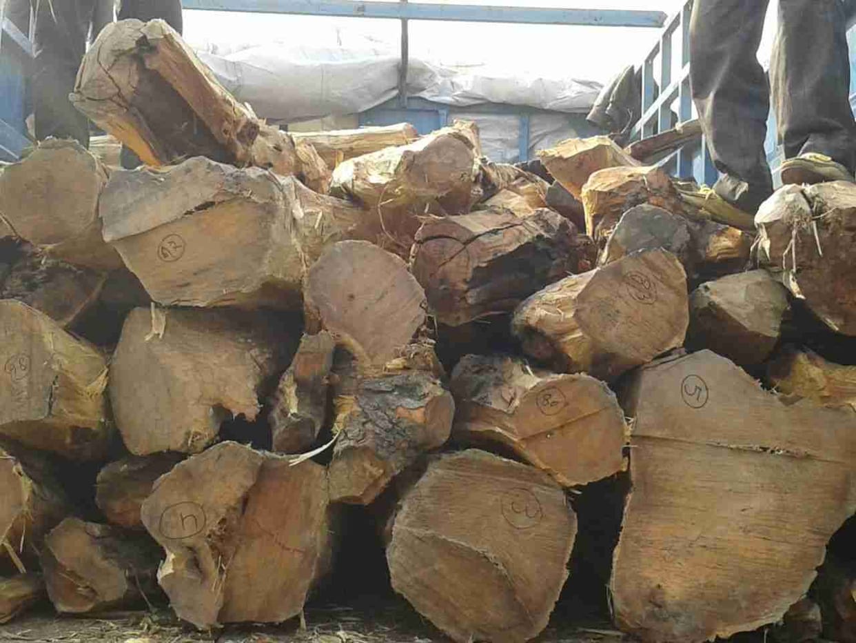 Forest department team recovered Kher wood in jhansi