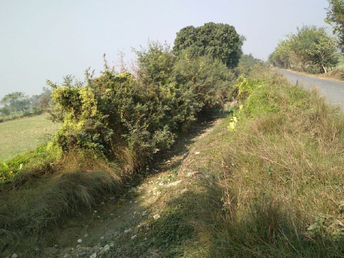 नहर में झांड़ियां, कुम्हला रही फसलें