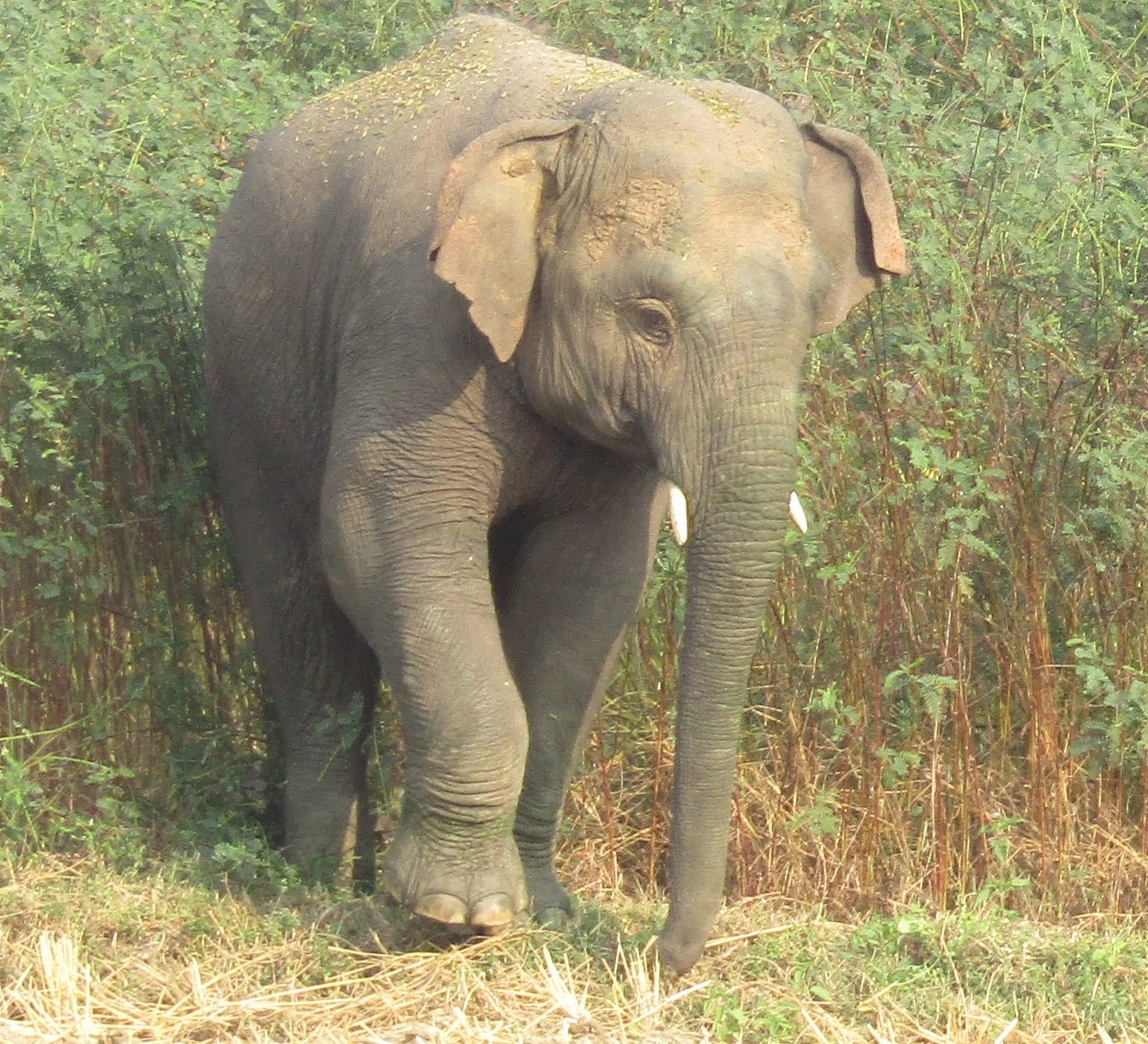 Elephant attack on boy in haridwar