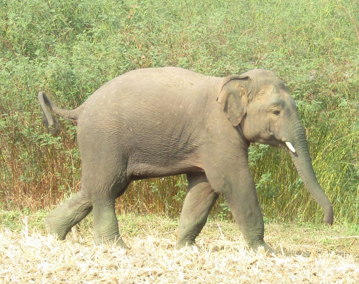 Woman dies due to elephant attack in Jashpur, Chhattisgarh