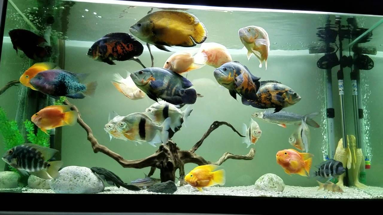 according to vastu keep fish in the house are auspicious 