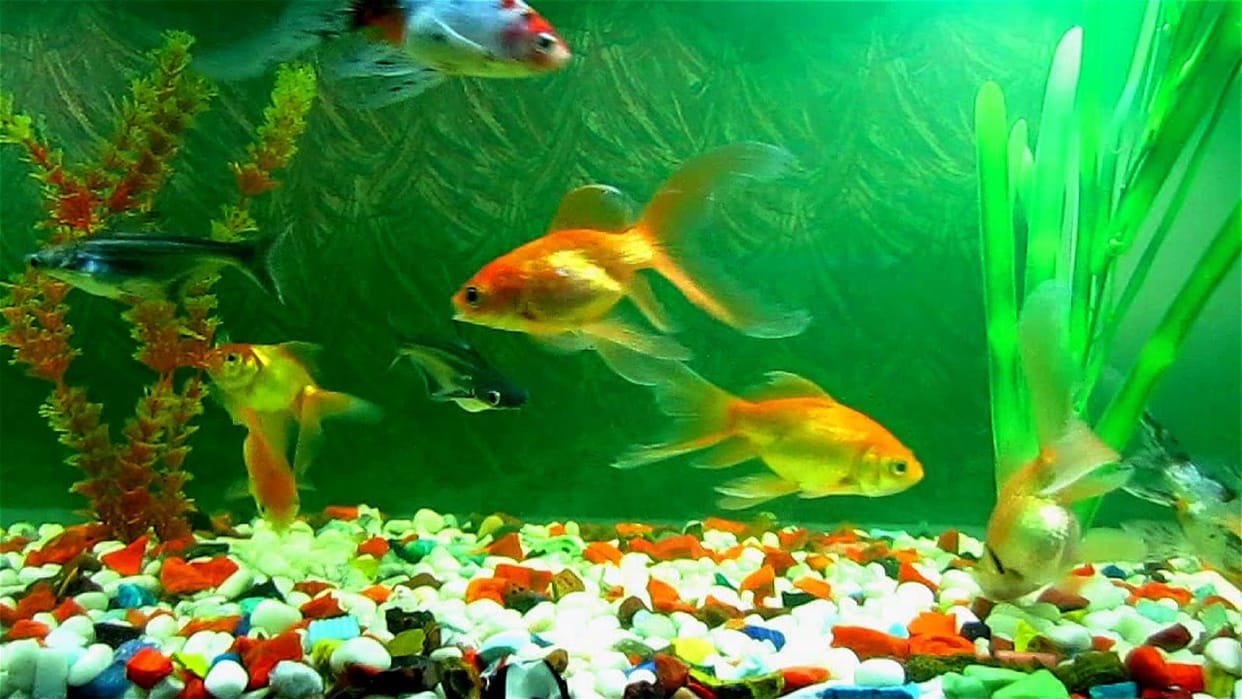 according to vastu keep fish in the house are auspicious 