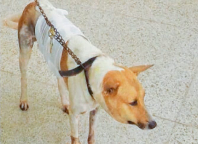 Doctors plant second heart in tummy of a dog