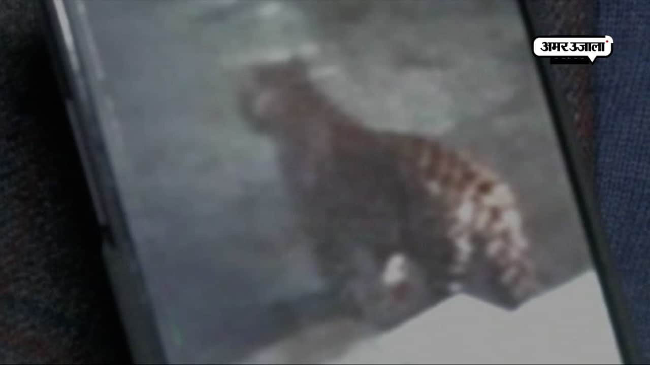 हिमाचल  तेंदुआ