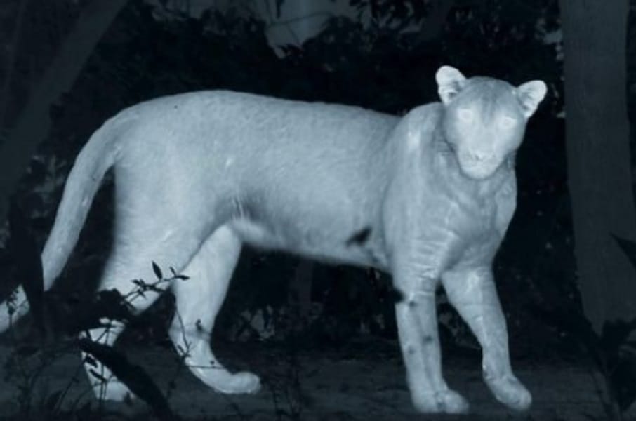 mother fight with Hyena to save her daughter