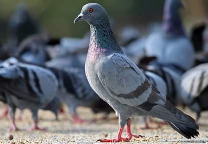 Pigeon
