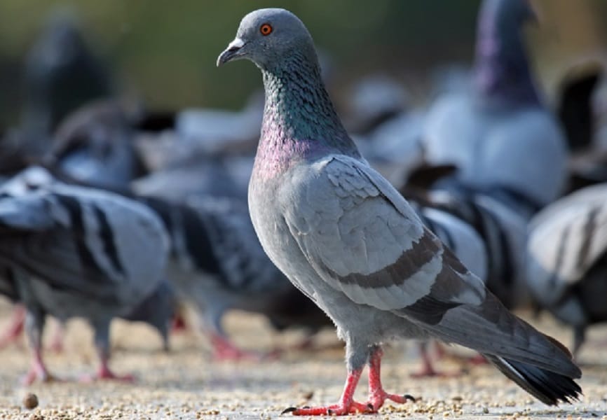 This is the reason why pigeon is more intelligent than man 