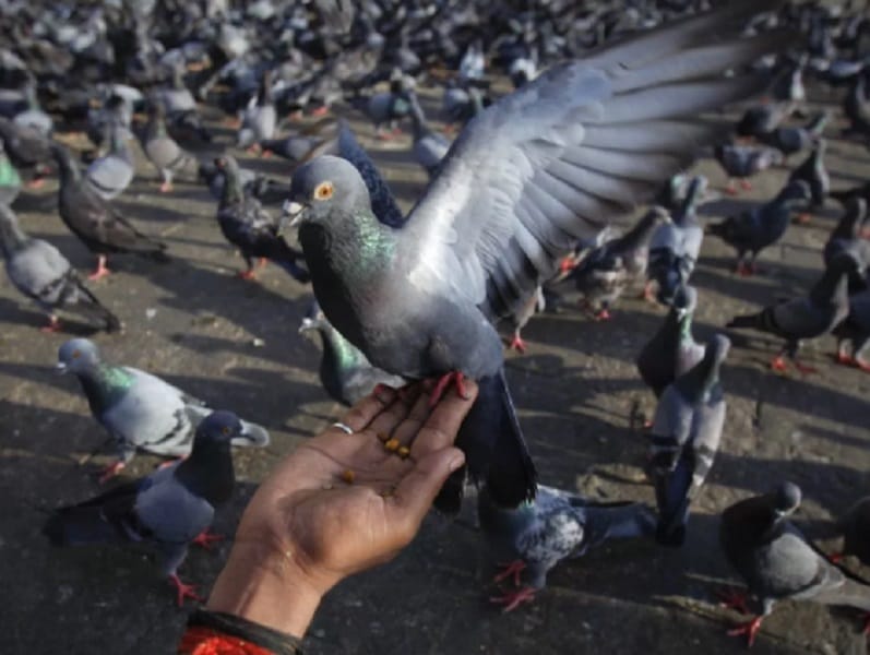 This is the reason why pigeon is more intelligent than man 