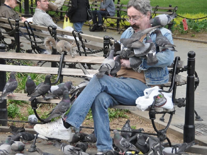 This is the reason why pigeon is more intelligent than man 