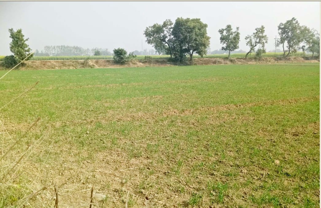 हरियाणा-पंजाब की प्रजातियों का गेहूं करेगा किसानों को मालामाल