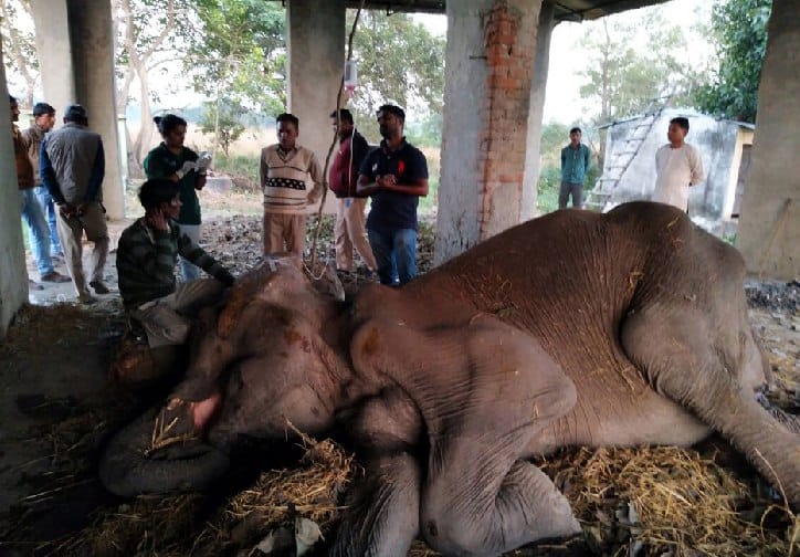 बाघों को काबू करने वाली दुधवा की हथनी पुष्पाकली की मौत