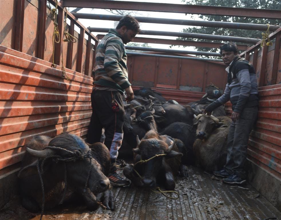पशु मुक्त करवाये