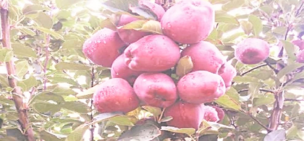  banned chemical used to increase the size of apple